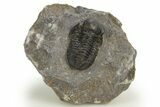 Detailed Gerastos Trilobite Fossil - Morocco #310569-3